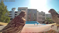 Echora BirdWatch